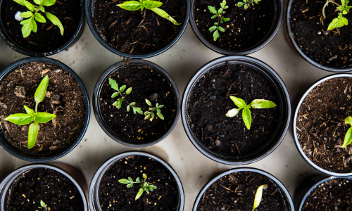 Garden plants