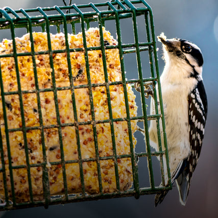 Wild Bird Feed & SuppliesBird eating suet
