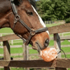 The Original Salt Company Pink Himalayan Salt Lick for Animals 100% Organic
