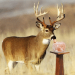 The Original Salt Company Pink Himalayan Salt Lick for Animals 100% Organic