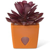 JT Eaton ZendoZones Succulent Fruit Fly Trap – Mellow Molly Design with Terracotta Base